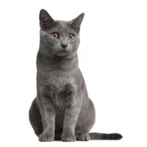 Chartreux