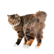 Kurilian Bobtail