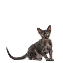 Lykoi