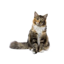 Maine Coon