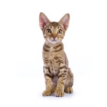 Ocicat