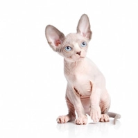 Sphynx