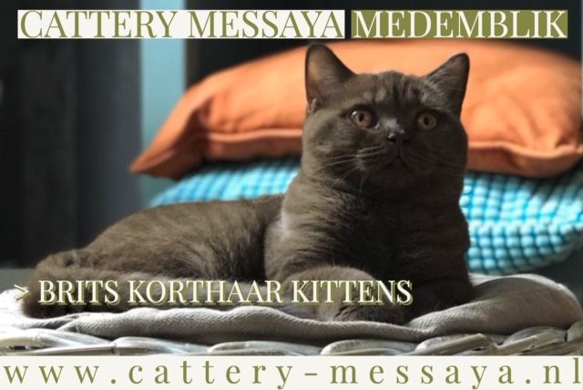 Cattery Messaya
