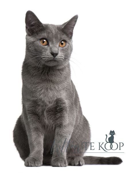 KittenTeKoop | Chartreux Cat