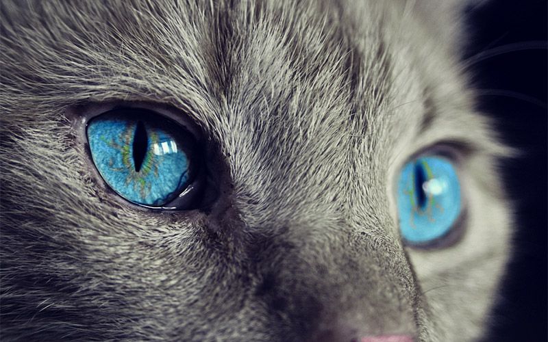 Afbeelding: https://pixabay.com/nl/photos/kat-kattenogen-blauwe-ogen-1285634/